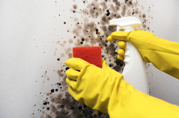 Best Certified Mold Removal  in Ceres, CA