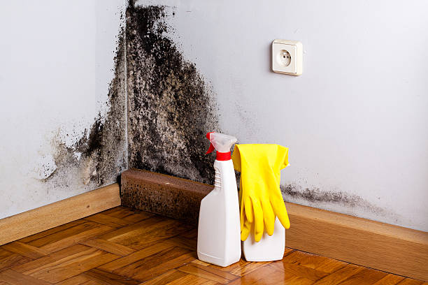 Best Fast Mold Removal  in Ceres, CA