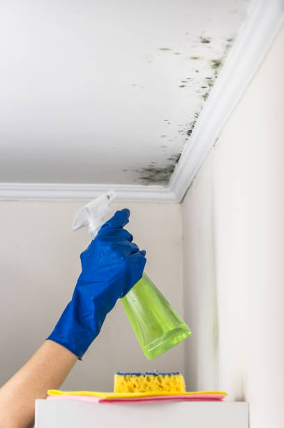 Attic Mold Removal in Ceres, CA